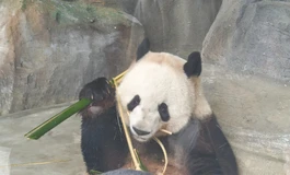 想买第一个二次元娃，大佬们有什么建议吗