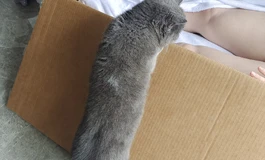 阿加鲁168开箱 猫猫以为是真人