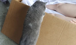 阿加鲁168开箱 猫猫以为是真人