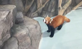 再问问大佬们第一次买娃需要买什么附属品