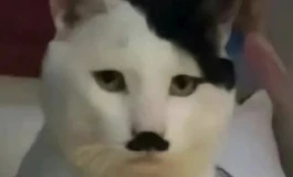 成人娃娃的起源