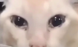 新人求解