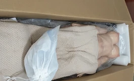 晓鸟，年轻人的第一只全硅胶小娃