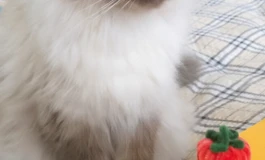 少女与猫